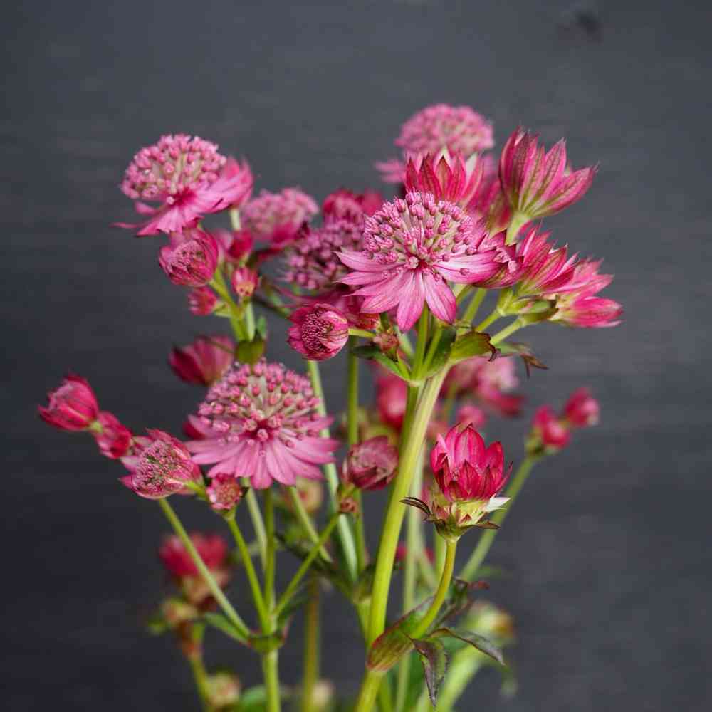 Isotähtiputki 'Cerise Button'