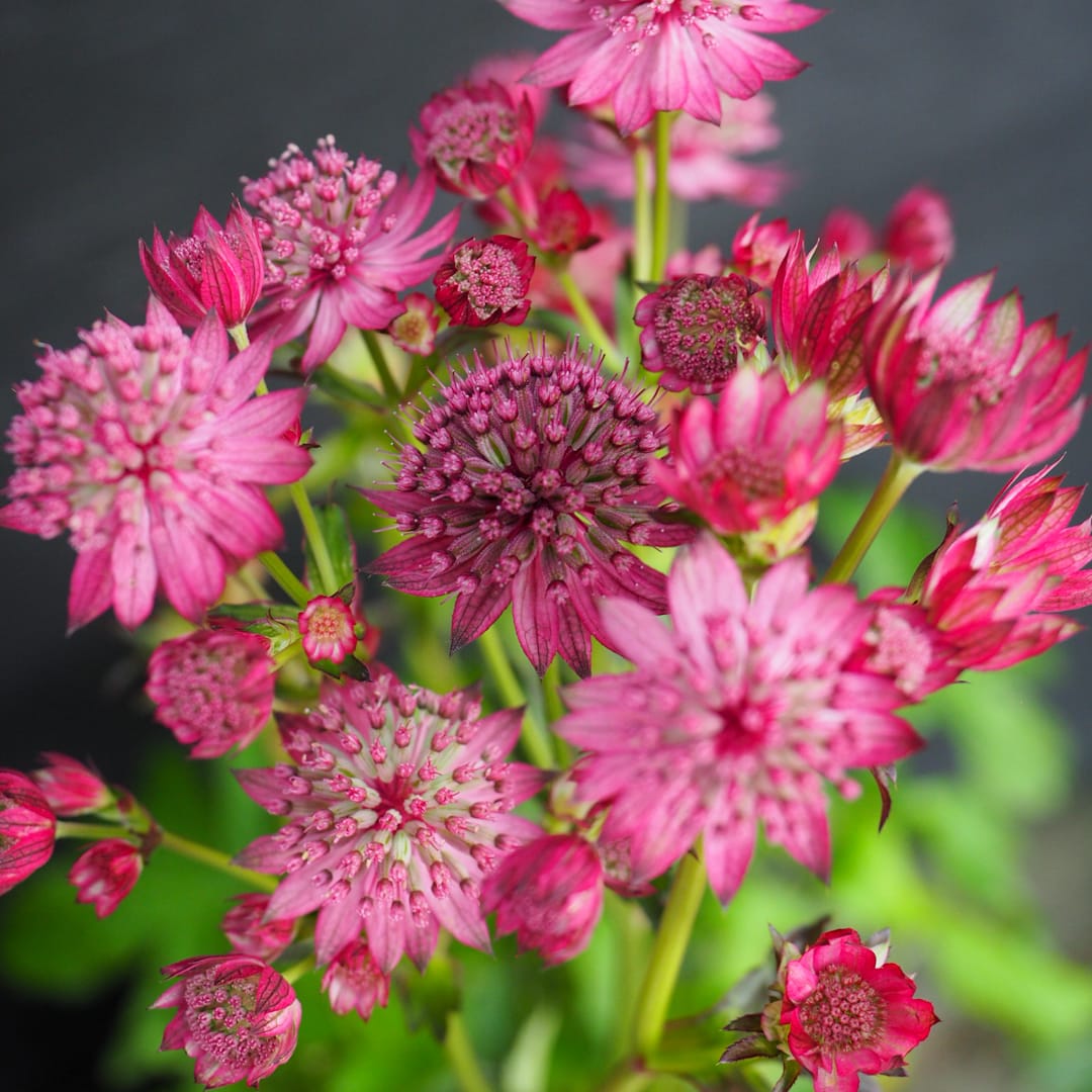 Isotähtiputki 'Cerise Button'