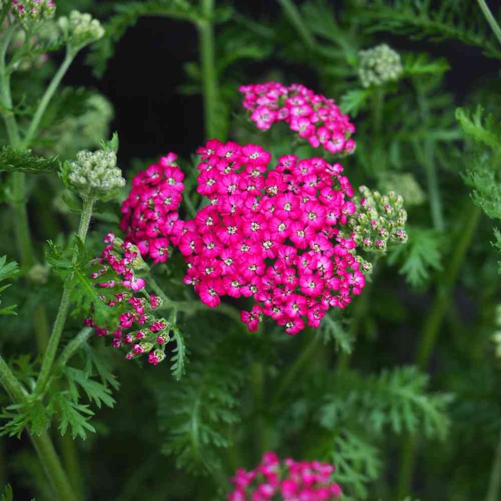 Kärsämö 'New Vintage Violet'