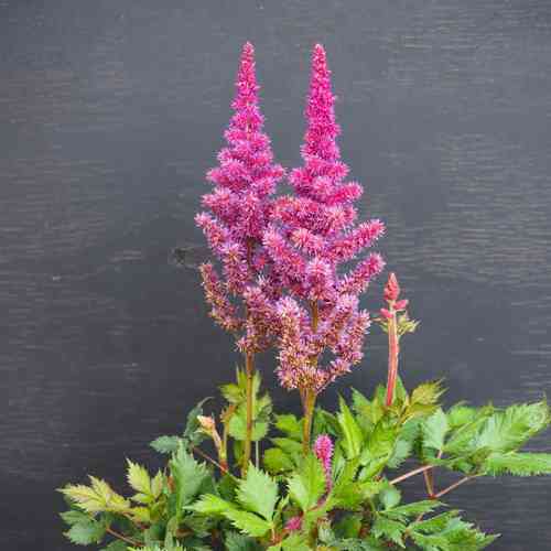 Kiinanjaloangervo 'Vision Red'