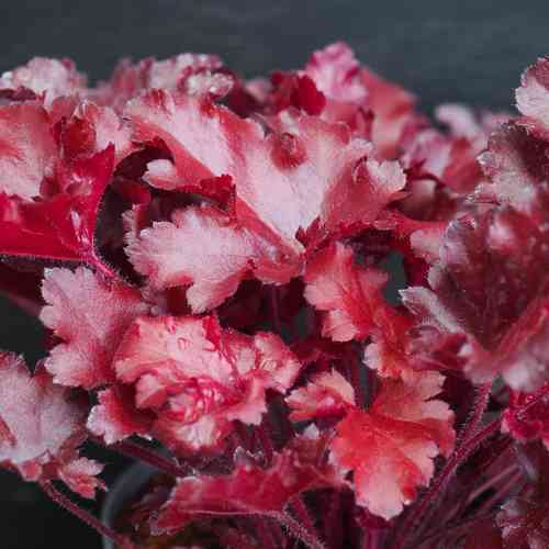 Keijunkukka 'Cherry Truffles'