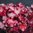 Keijunkukka 'Cherry Truffles'