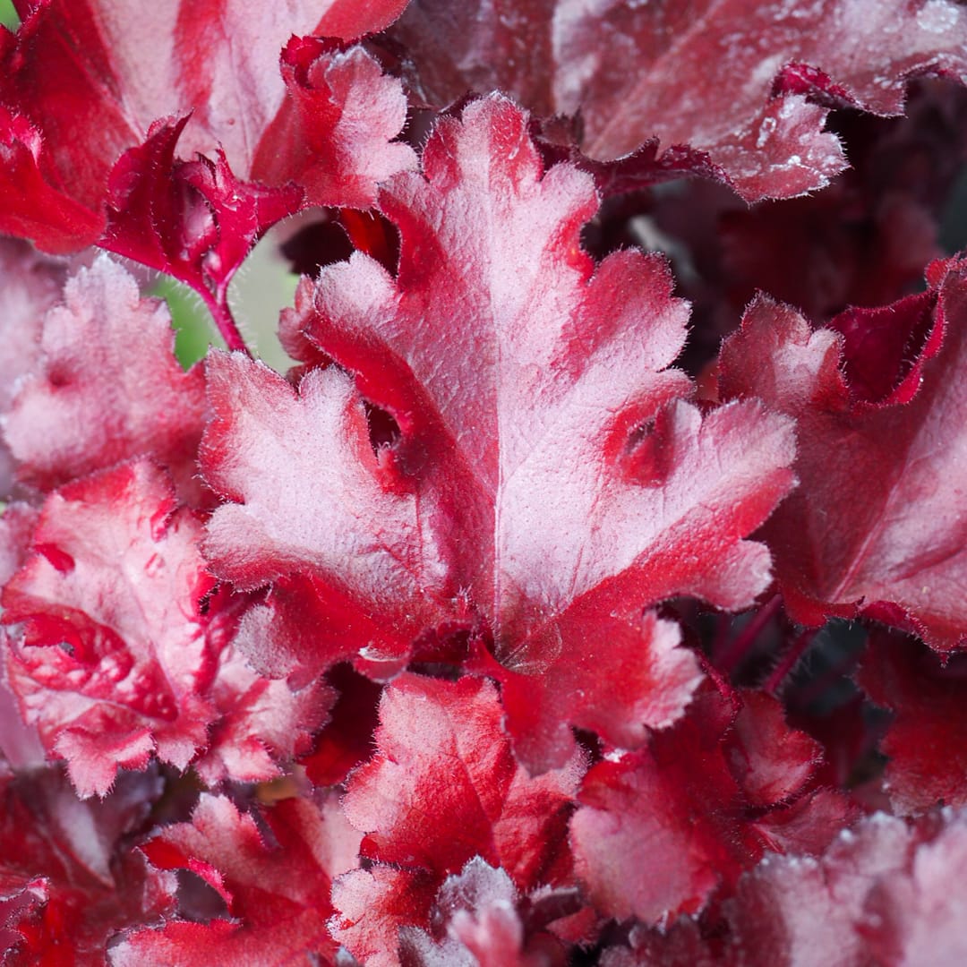 Keijunkukka 'Cherry Truffles'