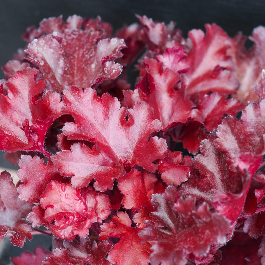Keijunkukka 'Cherry Truffles'