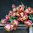 Tulppaani 'La Belle Epoque' 5 kpl