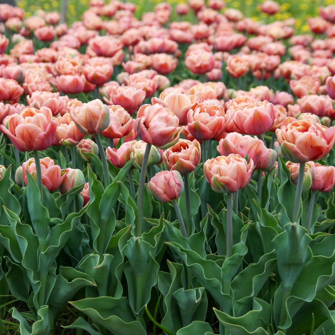 Tulppaani 'La Belle Epoque' 5 kpl