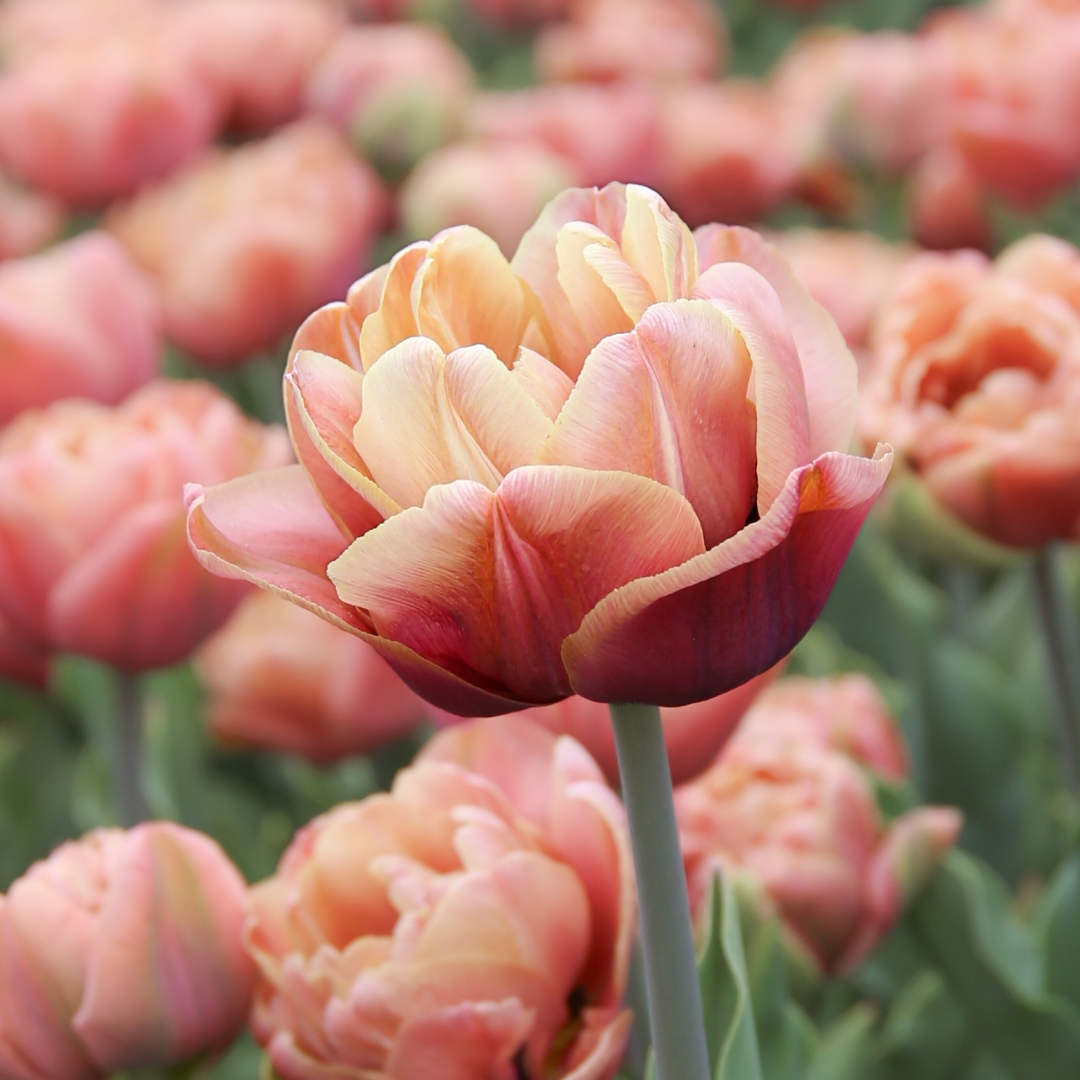 Tulppaani 'La Belle Epoque' 5 kpl