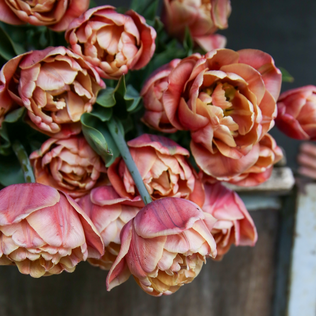 Tulppaani 'La Belle Epoque' 5 kpl