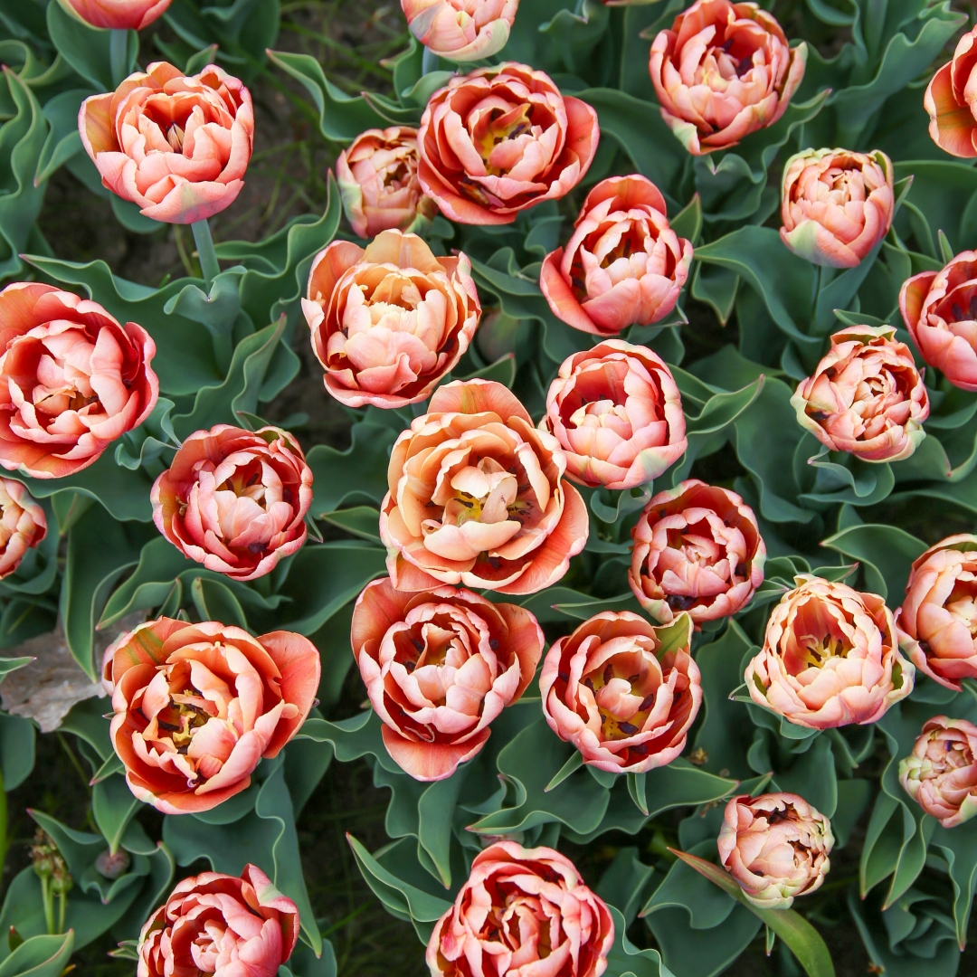 Tulppaani 'La Belle Epoque' 5 kpl