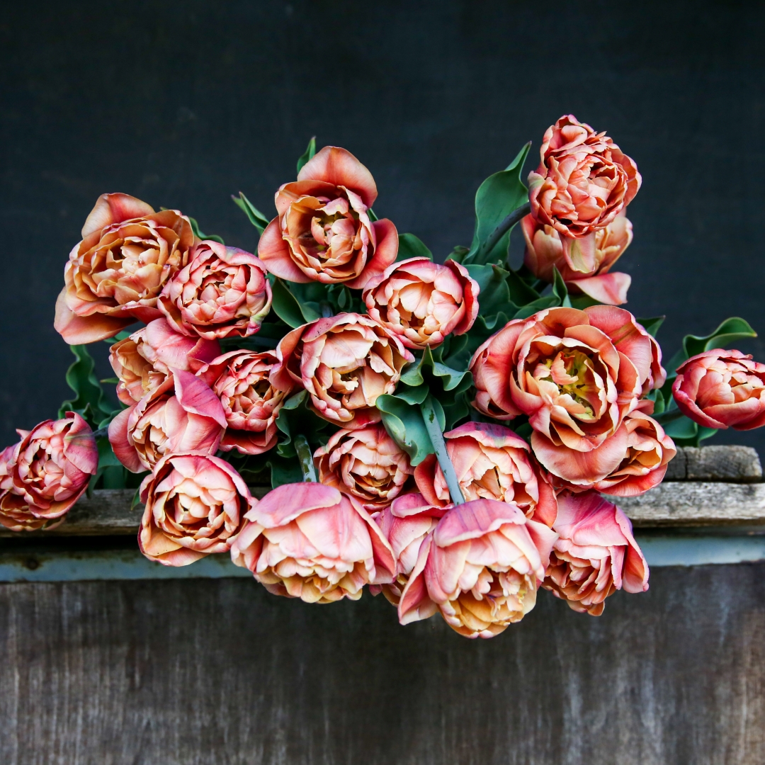 Tulppaani 'La Belle Epoque' 5 kpl