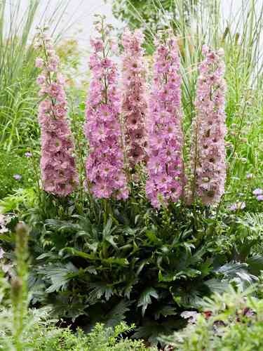 Jaloritarinkannus 'Delgenius Chantay'
