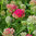 Kärsämö 'Pomegranate'