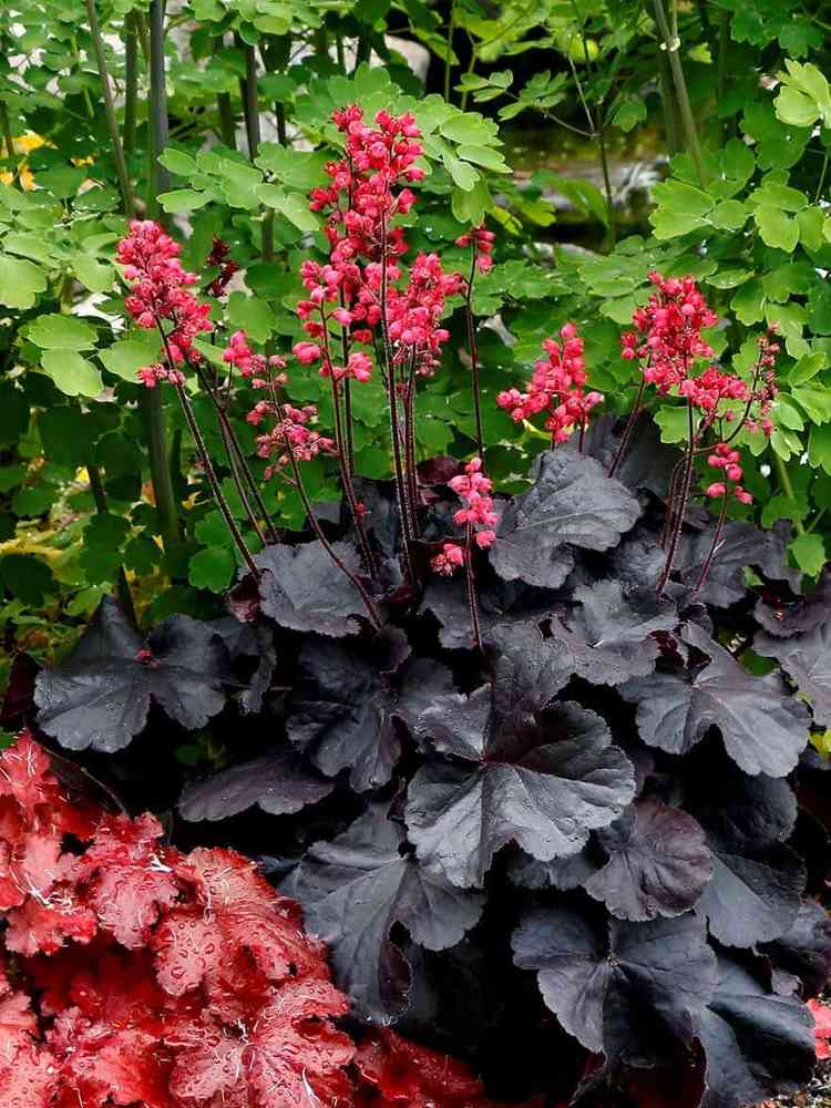 Keijunkukka 'Black Forest Cake'