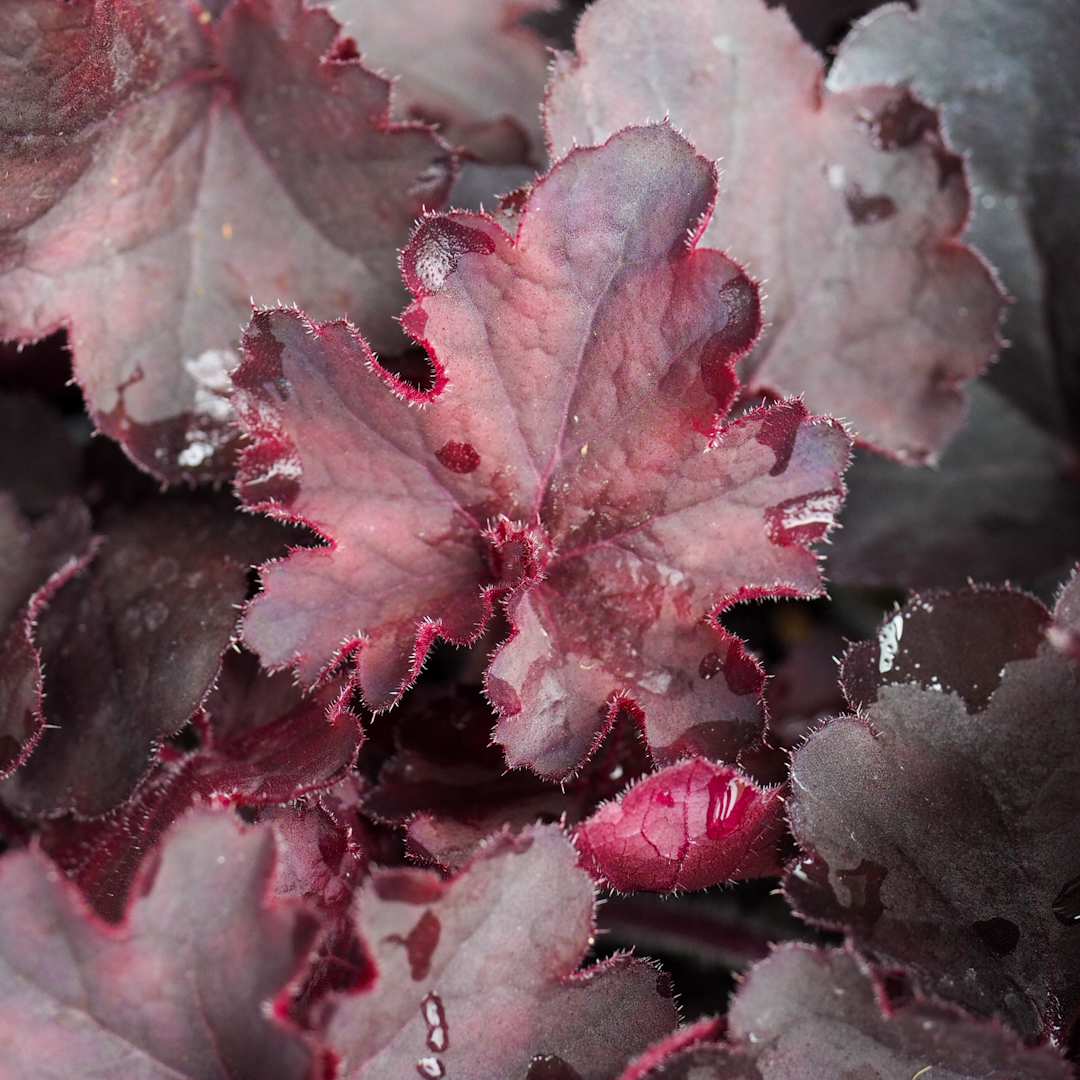 Keijunkukka 'Black Forest Cake'