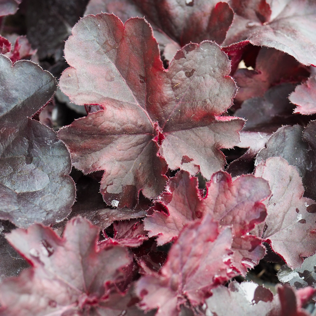 Keijunkukka 'Black Forest Cake'