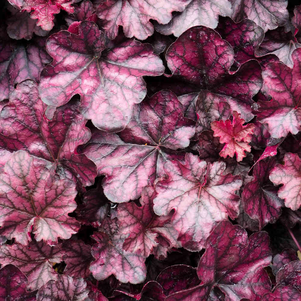 Keijunkukka 'Mulberry'