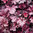 Keijunkukka 'Mulberry'
