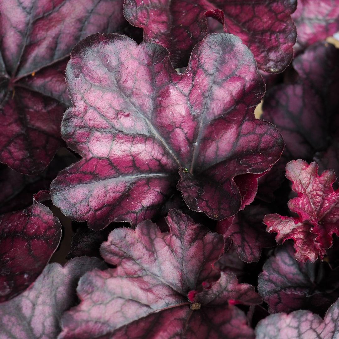 Keijunkukka 'Mulberry'
