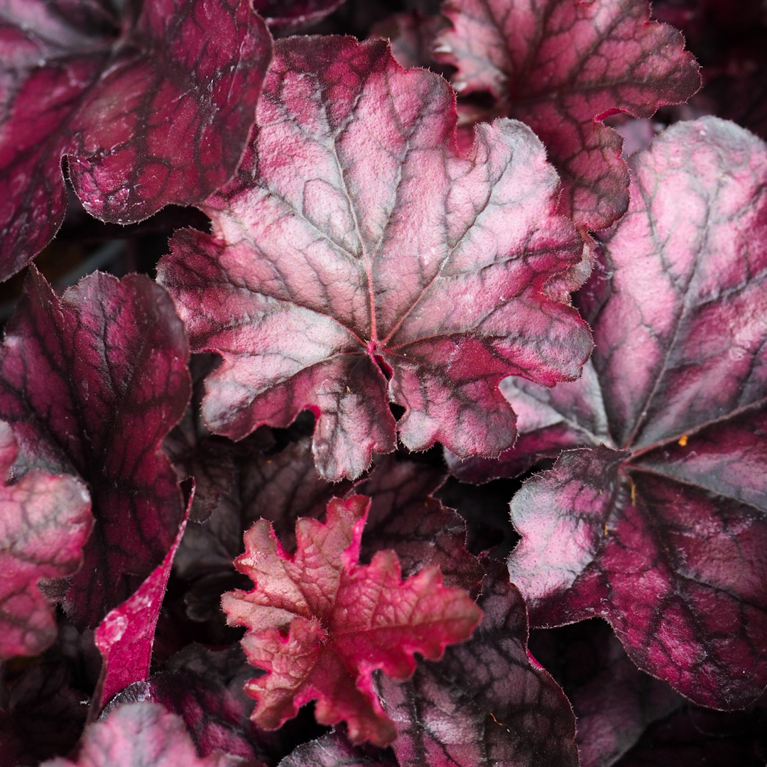 Keijunkukka 'Mulberry'