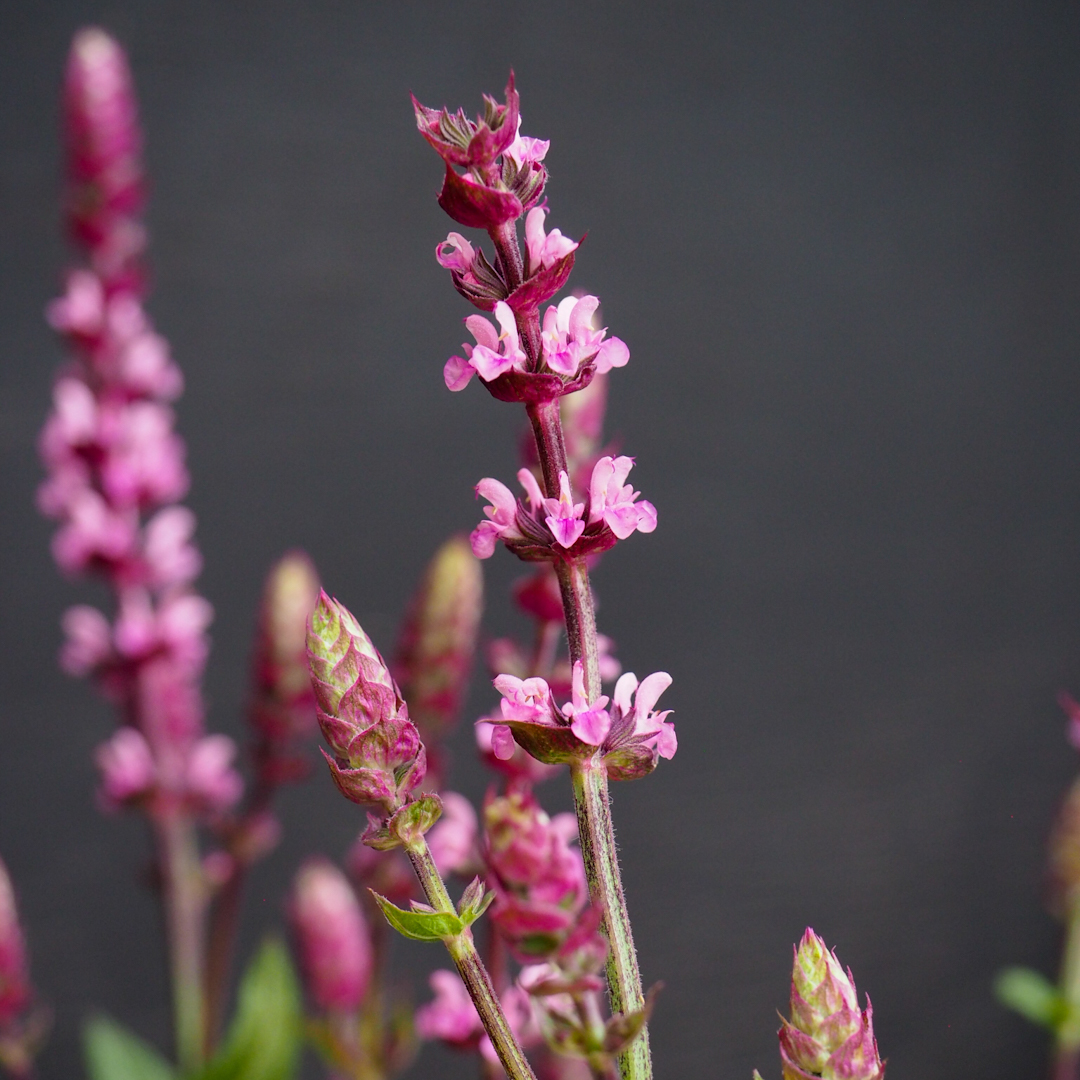 Lehtosalvia 'Caradonna Pink'