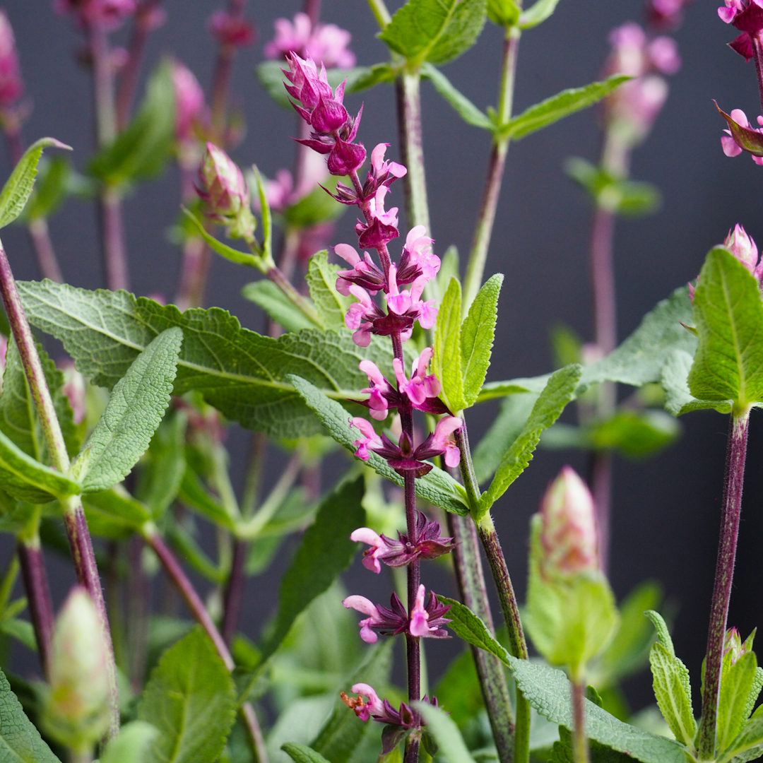 Lehtosalvia 'Caradonna Pink'