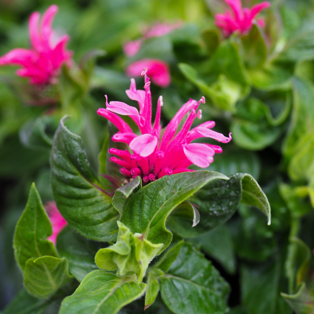 Väriminttu 'Cranberry Lace'