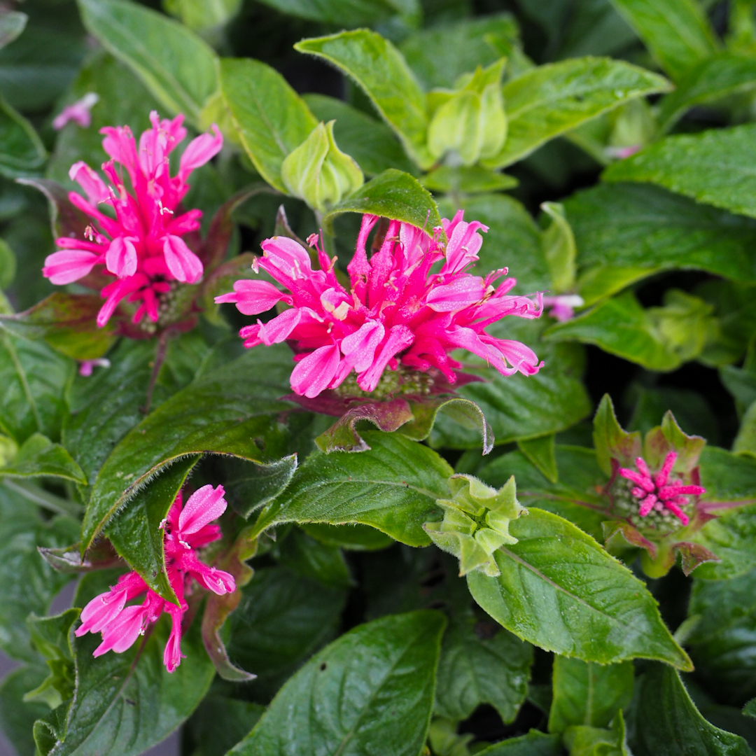 Väriminttu 'Cranberry Lace'