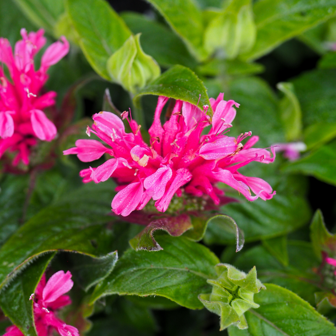 Väriminttu 'Cranberry Lace'