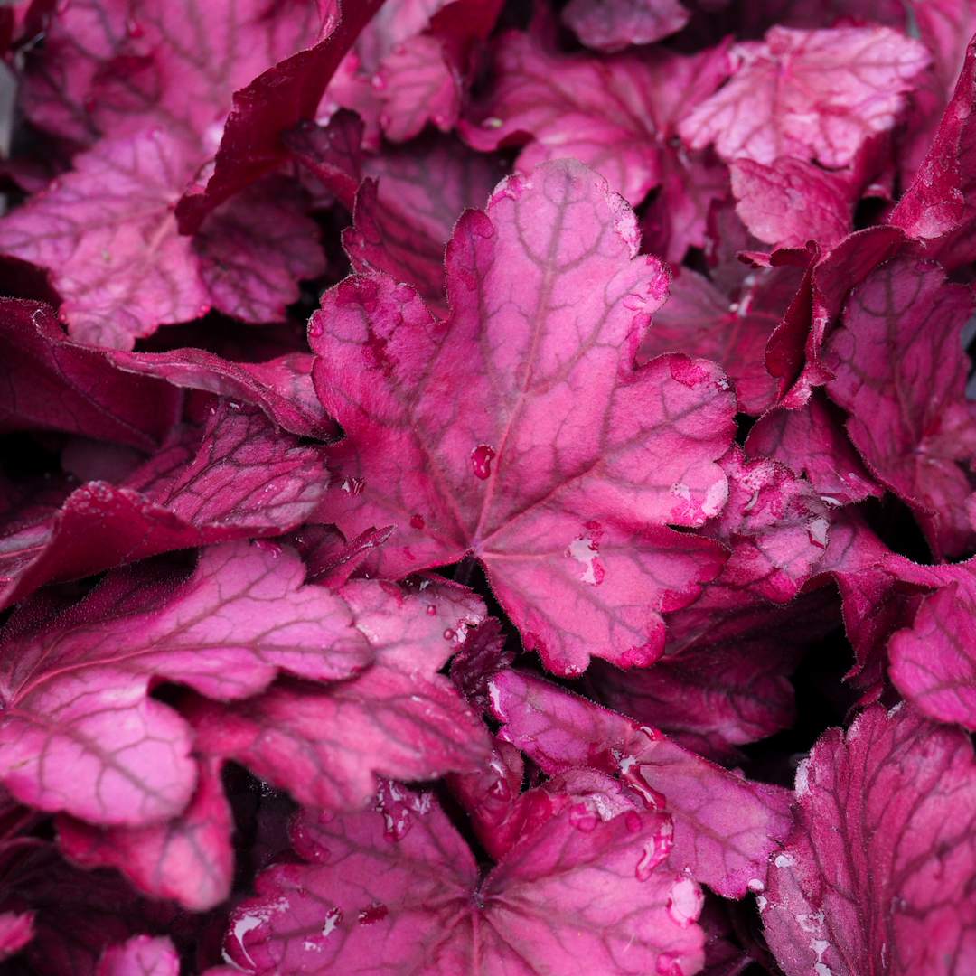 Keijunkukka 'Wild Rose'