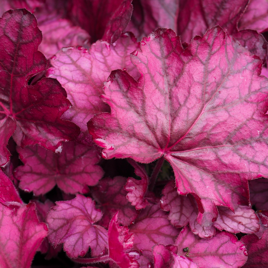 Keijunkukka 'Wild Rose'