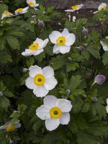 Syysvuokko 'Elfin Swan'