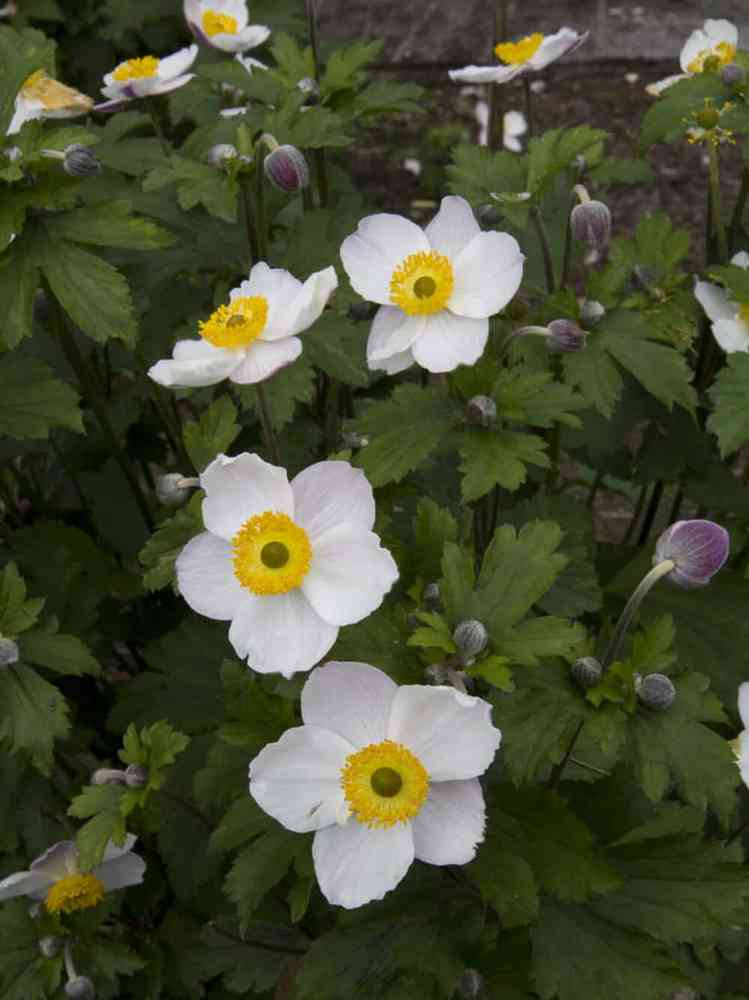 Syysvuokko 'Elfin Swan'