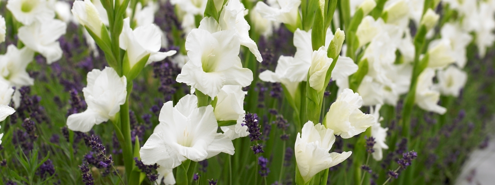 Gladioler