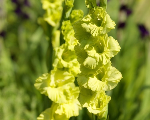 Gladioler