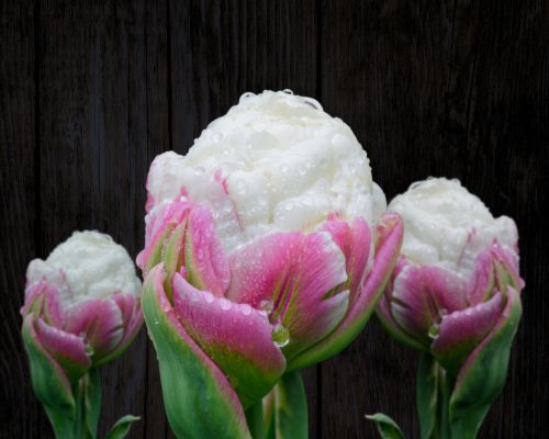 Muut tulppaanit