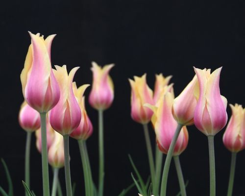 Yksinkertaiset tulppaanit