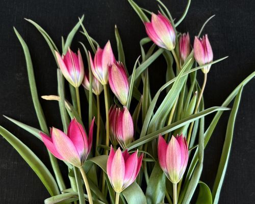 Kasvitieteelliset tulppaanit