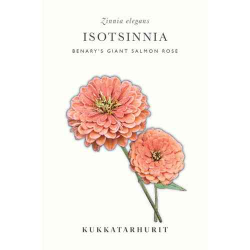 Isotsinnia 'Benary's Giant Salmon Rose'