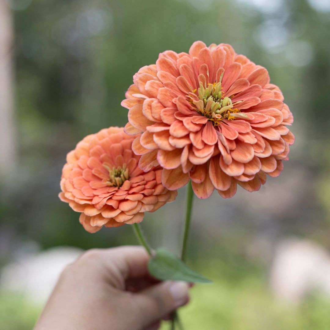 Zinnia 'Benary's Giant Salmon Rose'