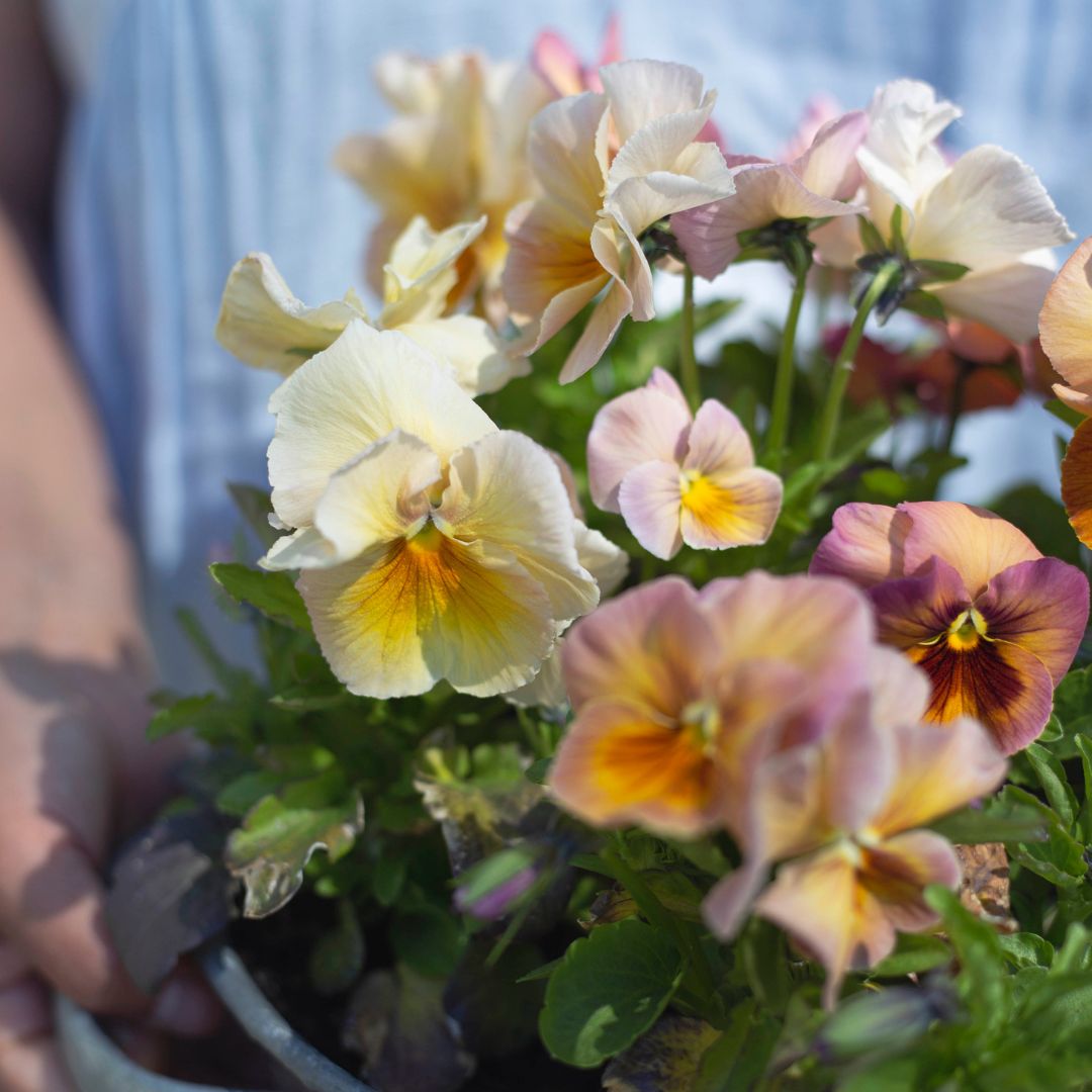 Tarhaorvokki 'Inspire® Peach Shades'