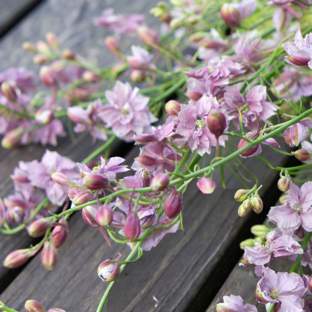 Larkspur ’Misty Lavender'