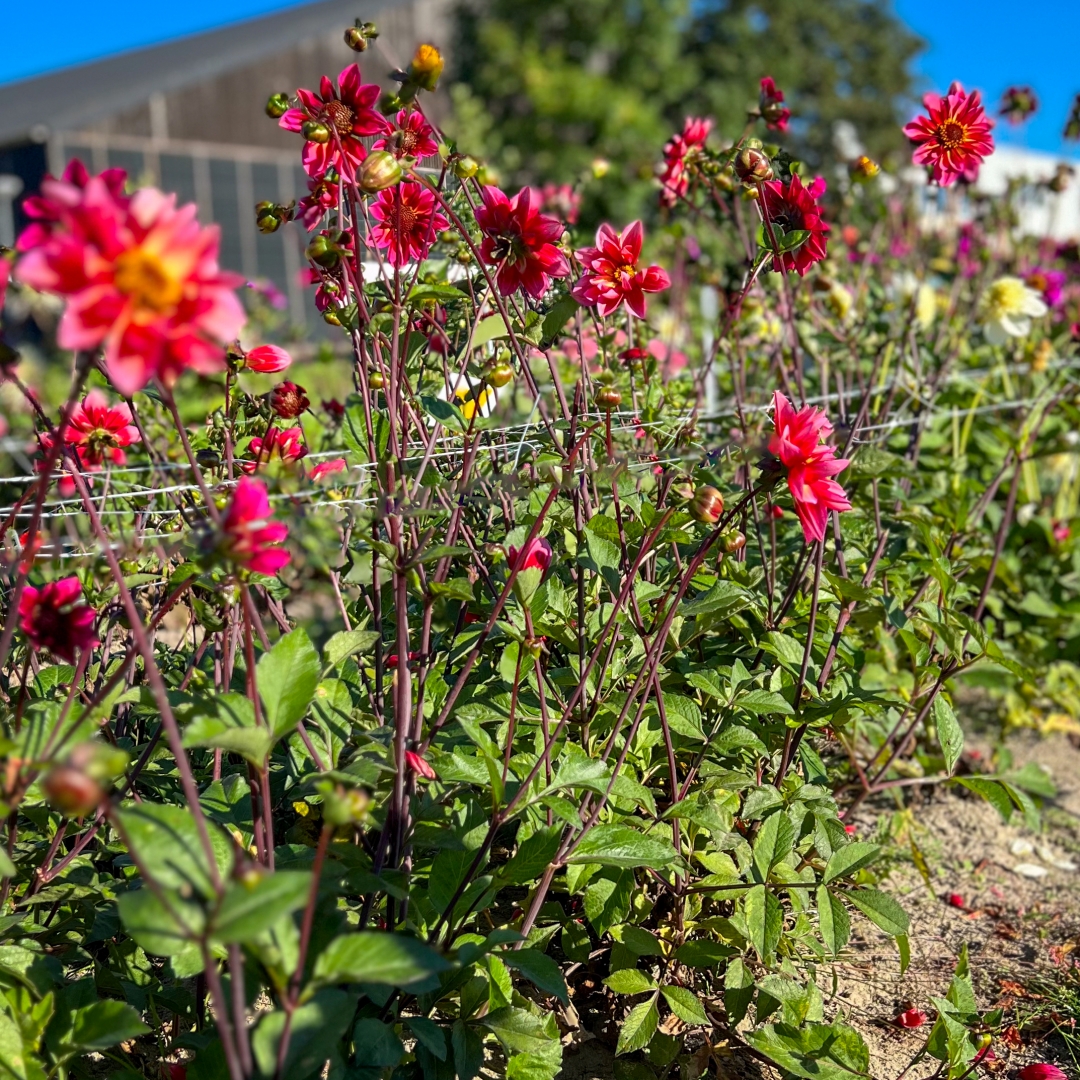 Anemondahlia 'Princess Nadine'