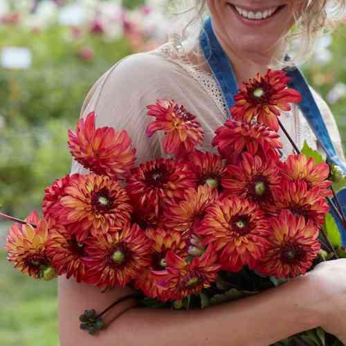 Bolldahlia 'Ding a Dong' ('Autumn Pumpkin')