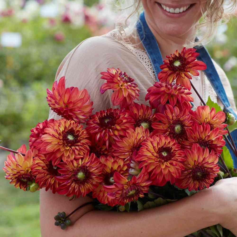 Bolldahlia 'Ding a Dong' ('Autumn Pumpkin')