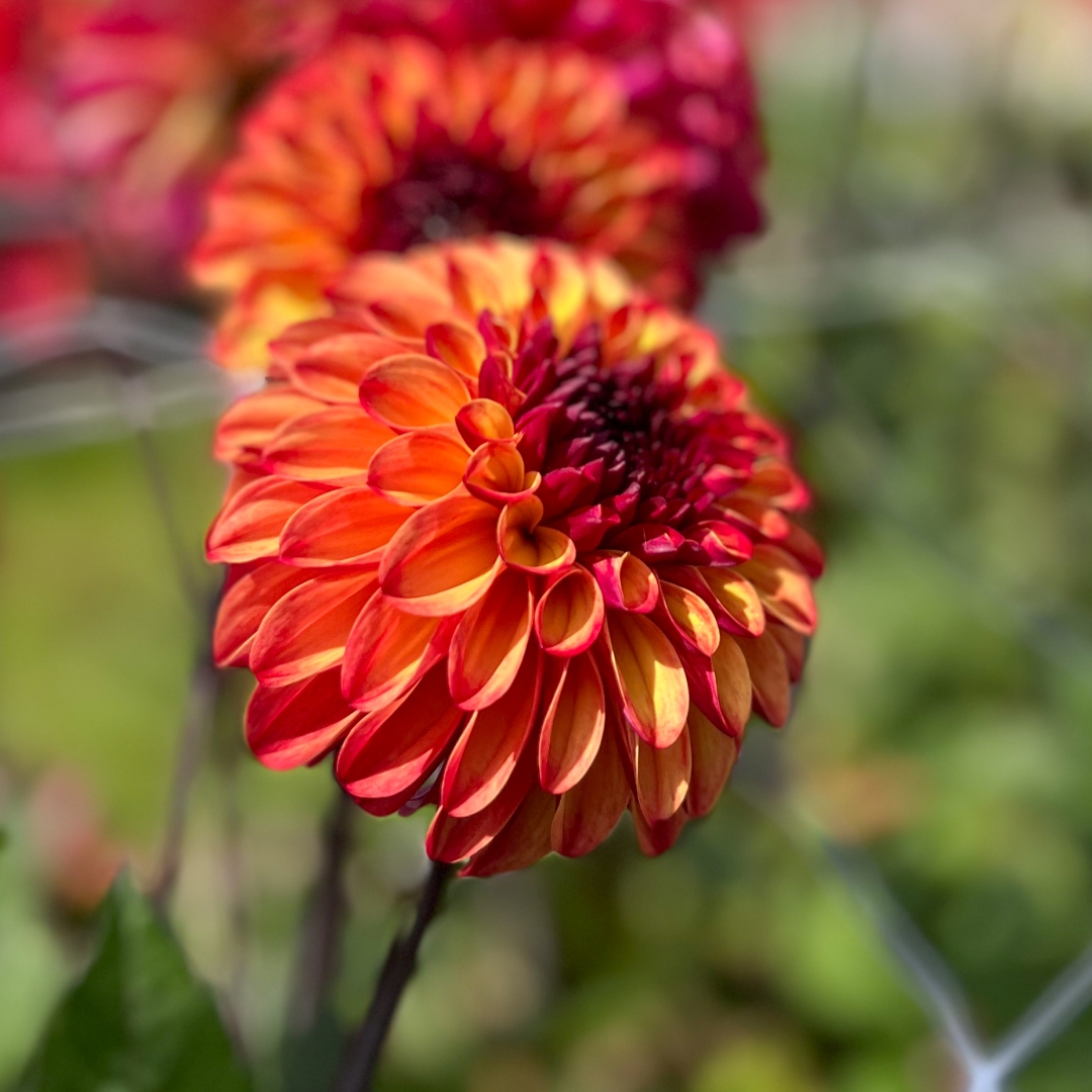 Bolldahlia 'Ding a Dong' ('Autumn Pumpkin')