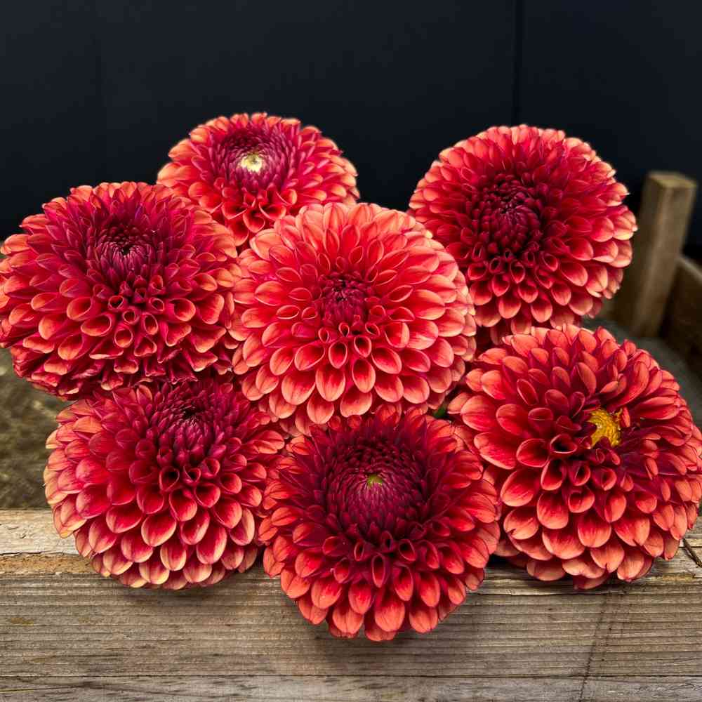 Bolldahlia 'Copper Boy'