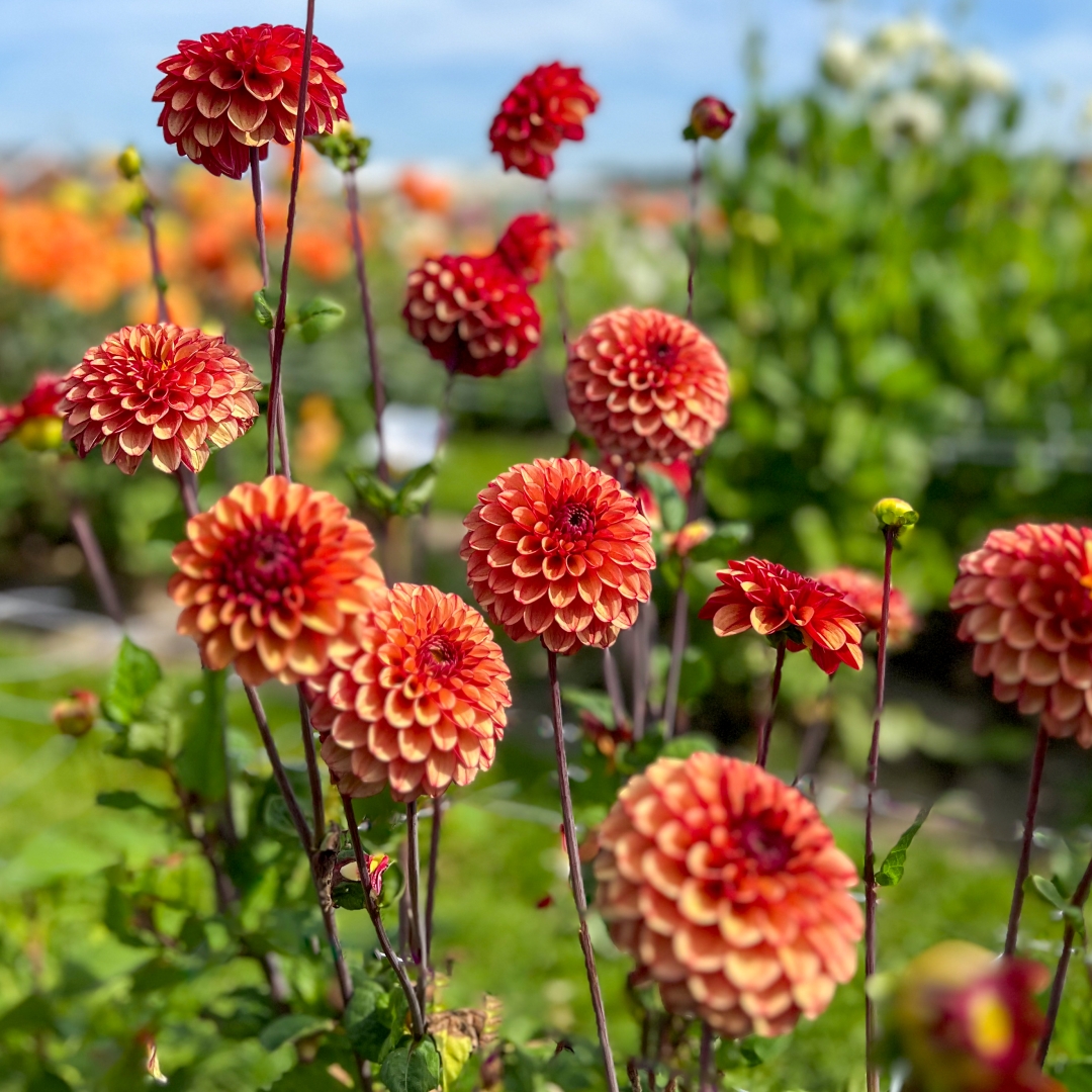 Bolldahlia 'High Fidelity'