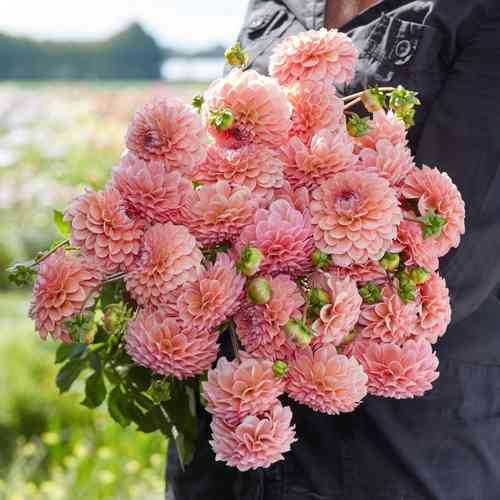Bolldahlia 'Linda's Baby'