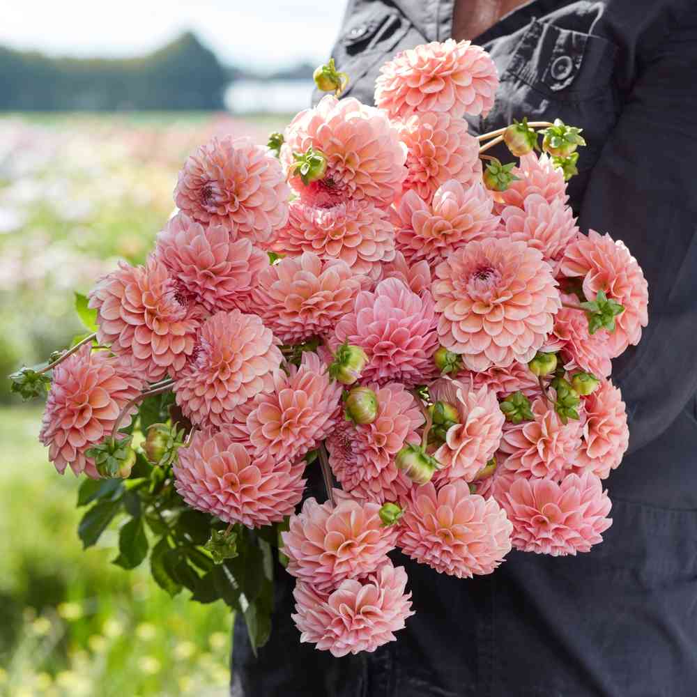 Bolldahlia 'Linda's Baby'