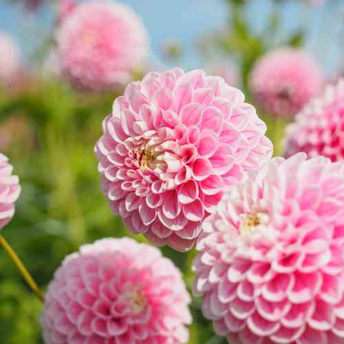 Bolldahlia 'Marshmellow Baby'